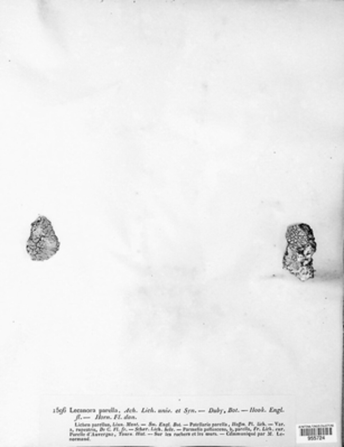 Lecanora parella image